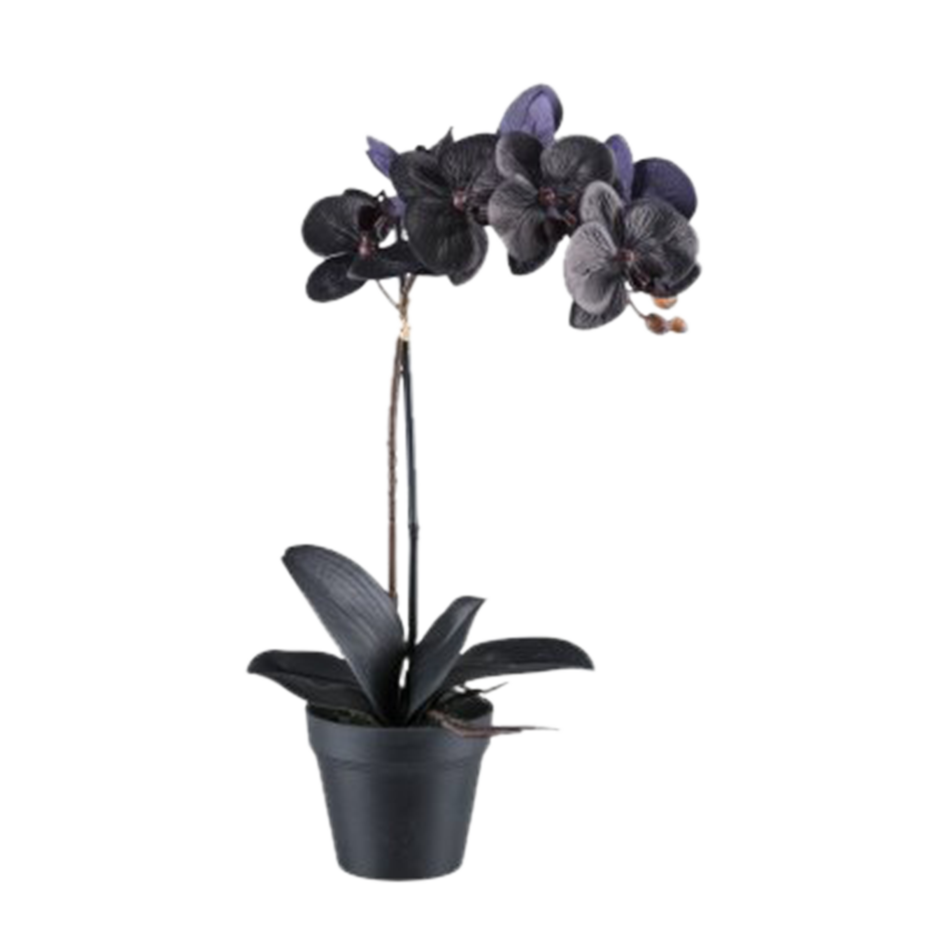Kunstpflanze Phalaenopsis Schwarz Kunstpflanze Phalaenopsis Schwarz