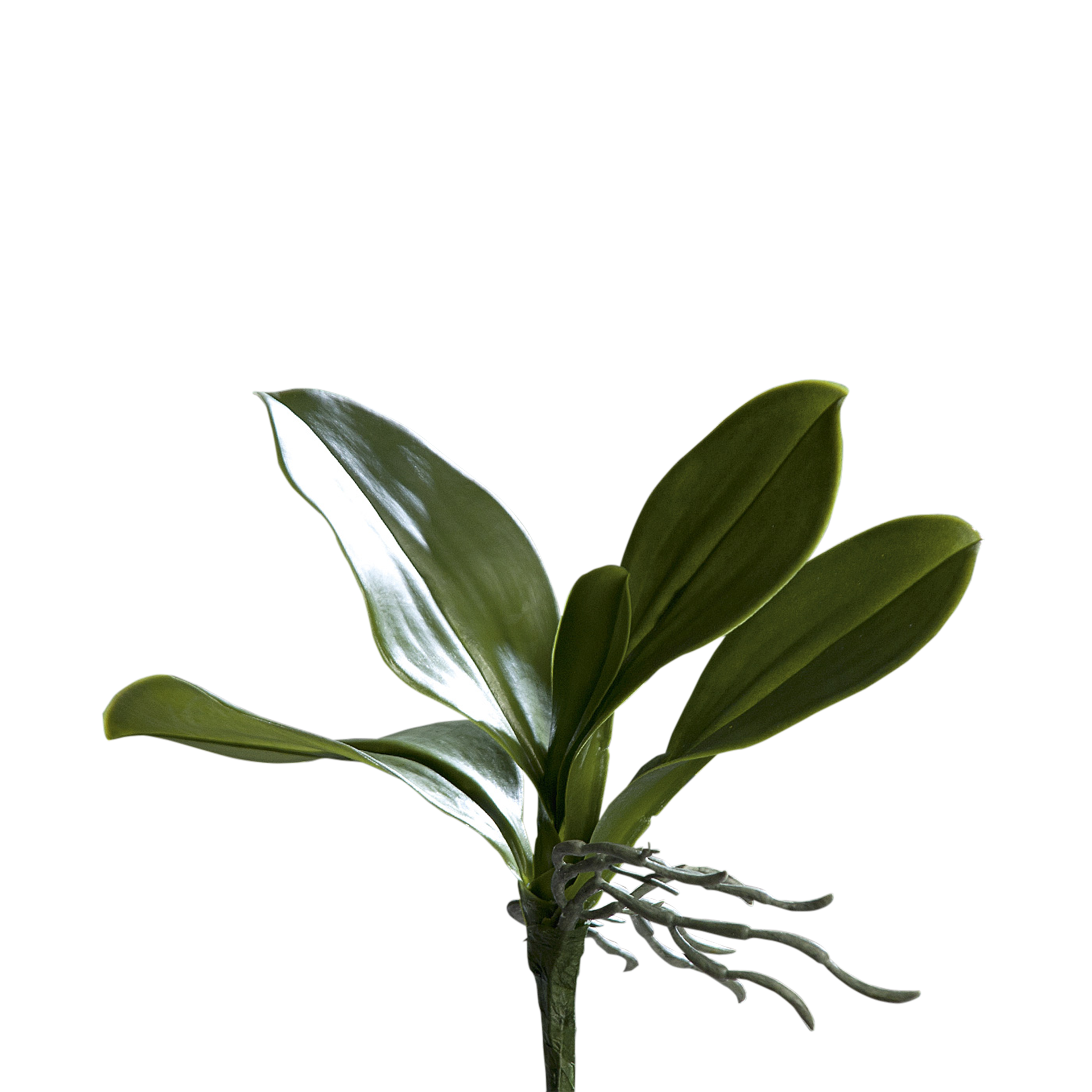 Kunstpflanze Orchideenblatt Grün Kunstpflanze Orchideenblatt Grün