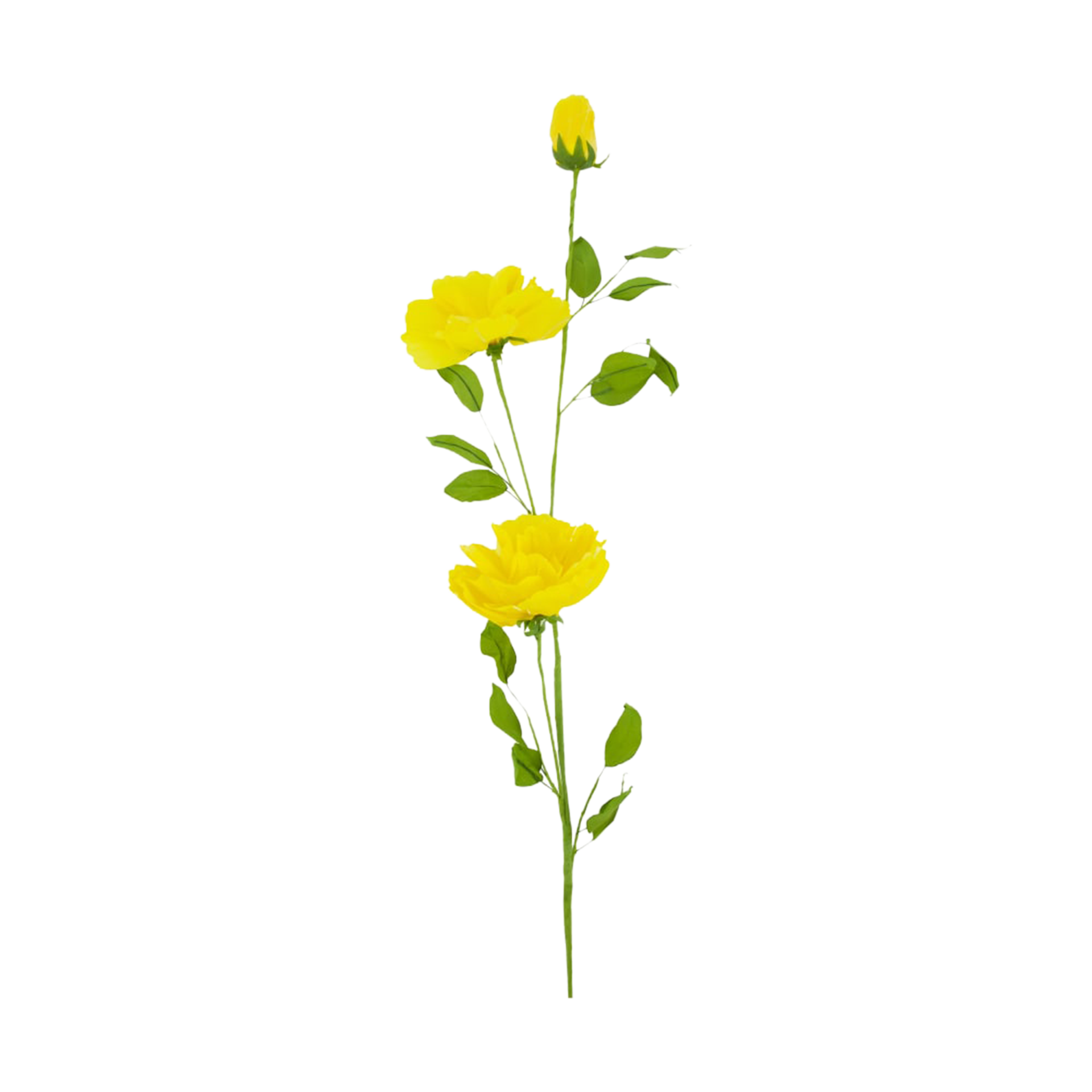 Pflanze Blume Gelb Pflanze Blume Gelb