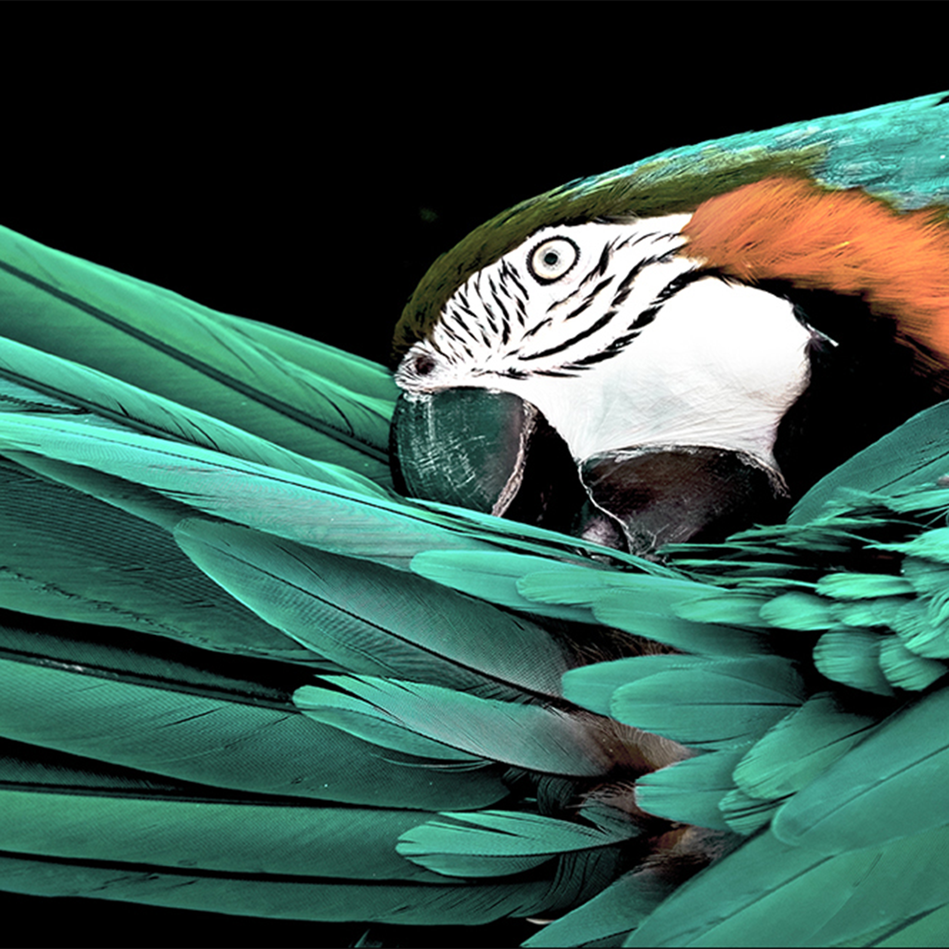 Bild Green Parrot Mehrfarbig