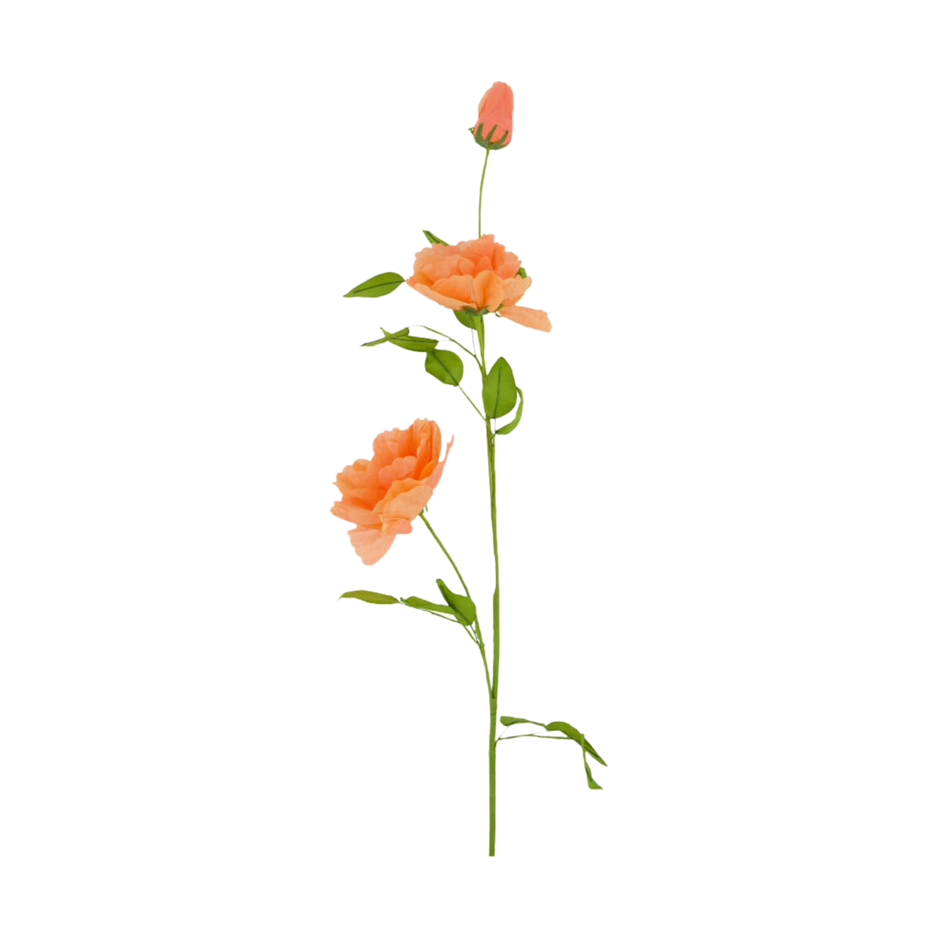 Pflanze Blume Orange Pflanze Blume Orange