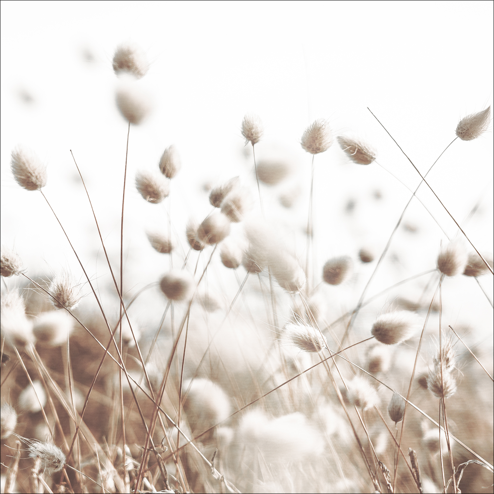 Bild Field flowers V Mehrfarbig Bild Field flowers V Mehrfarbig