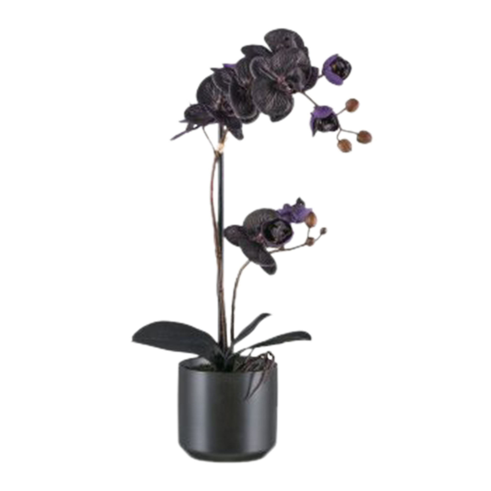 Kunstpflanze Phalaenopsis Schwarz Kunstpflanze Phalaenopsis Schwarz
