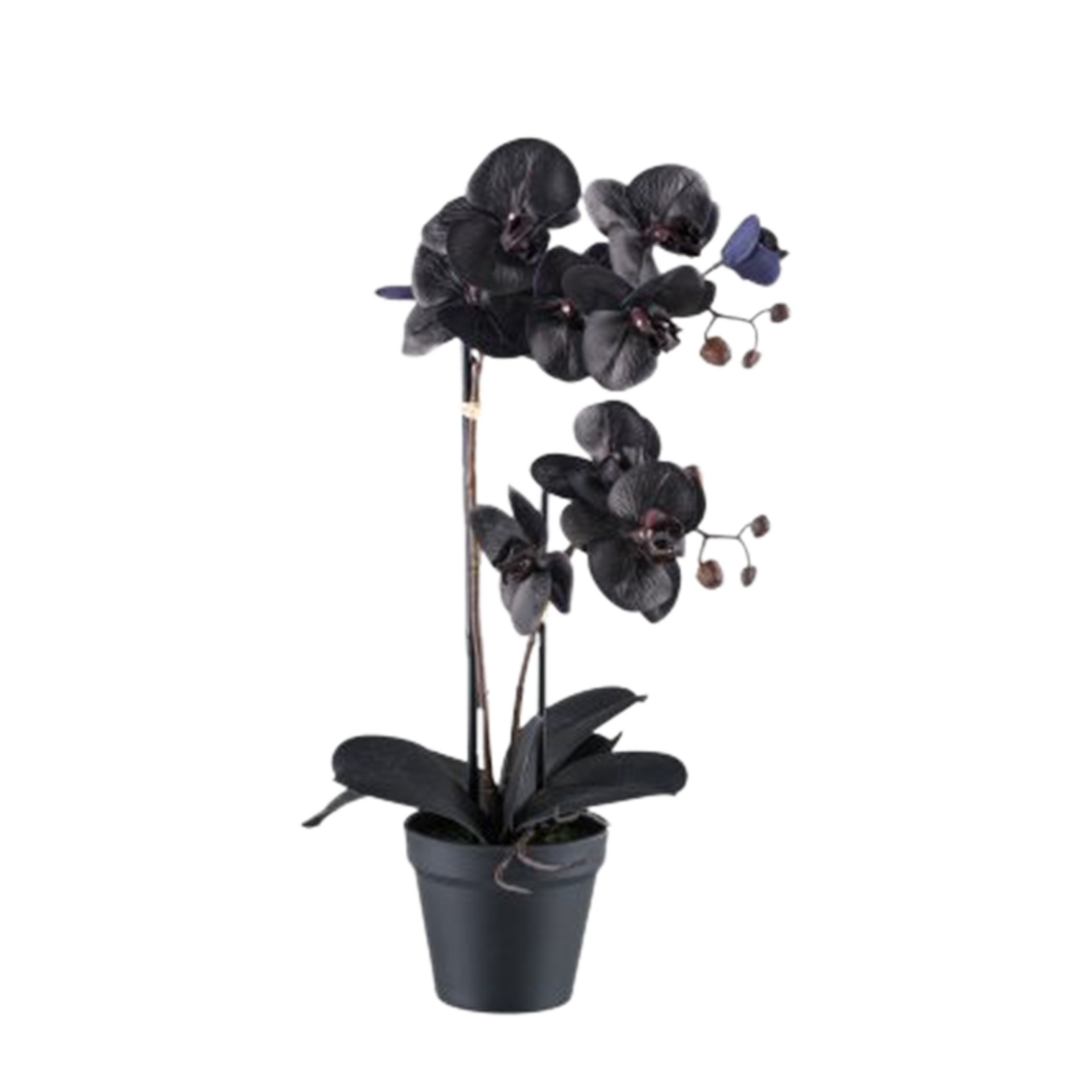 Kunstpflanze Phalaenopsis Schwarz Kunstpflanze Phalaenopsis Schwarz