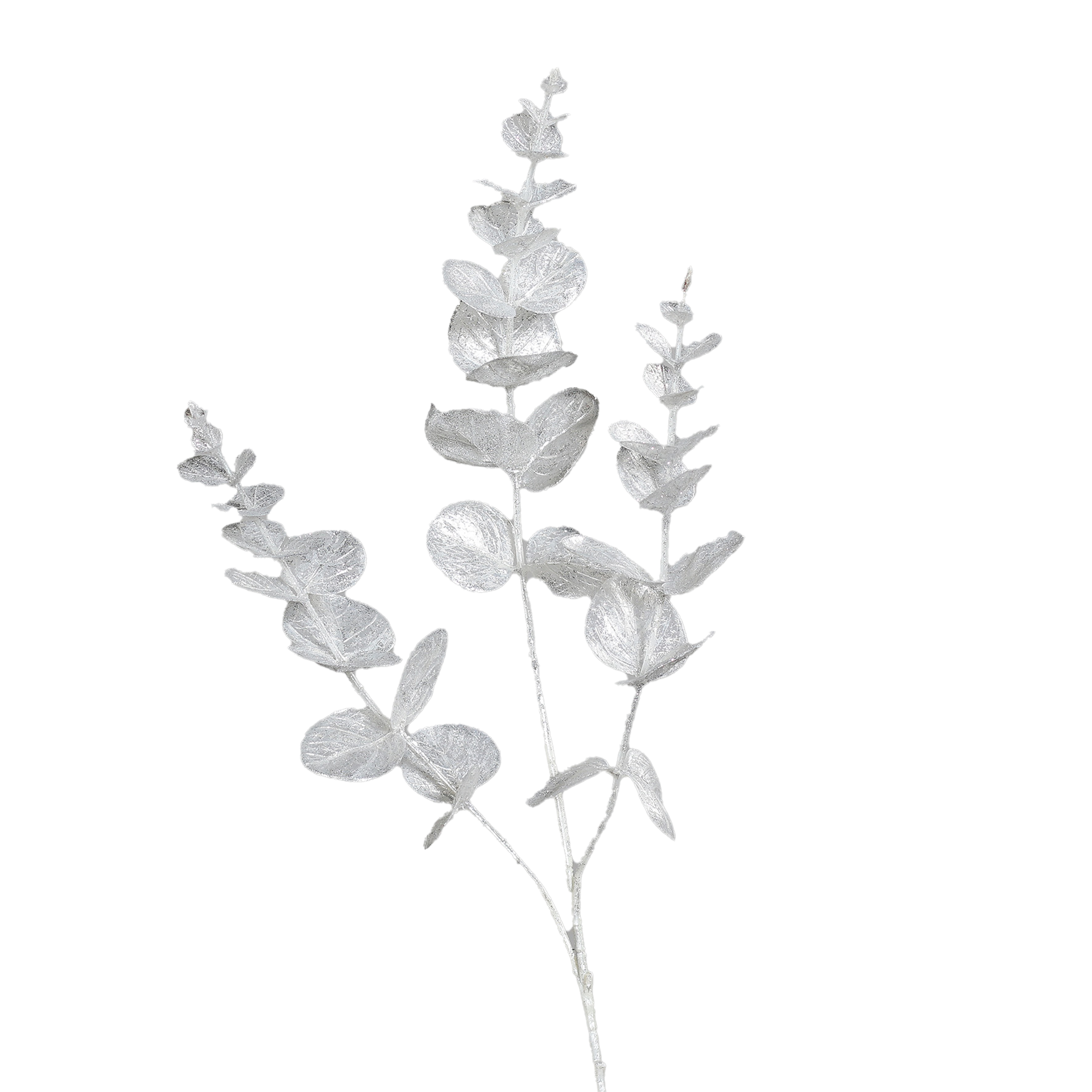 Eukalyptus Weiß Eukalyptus Weiß