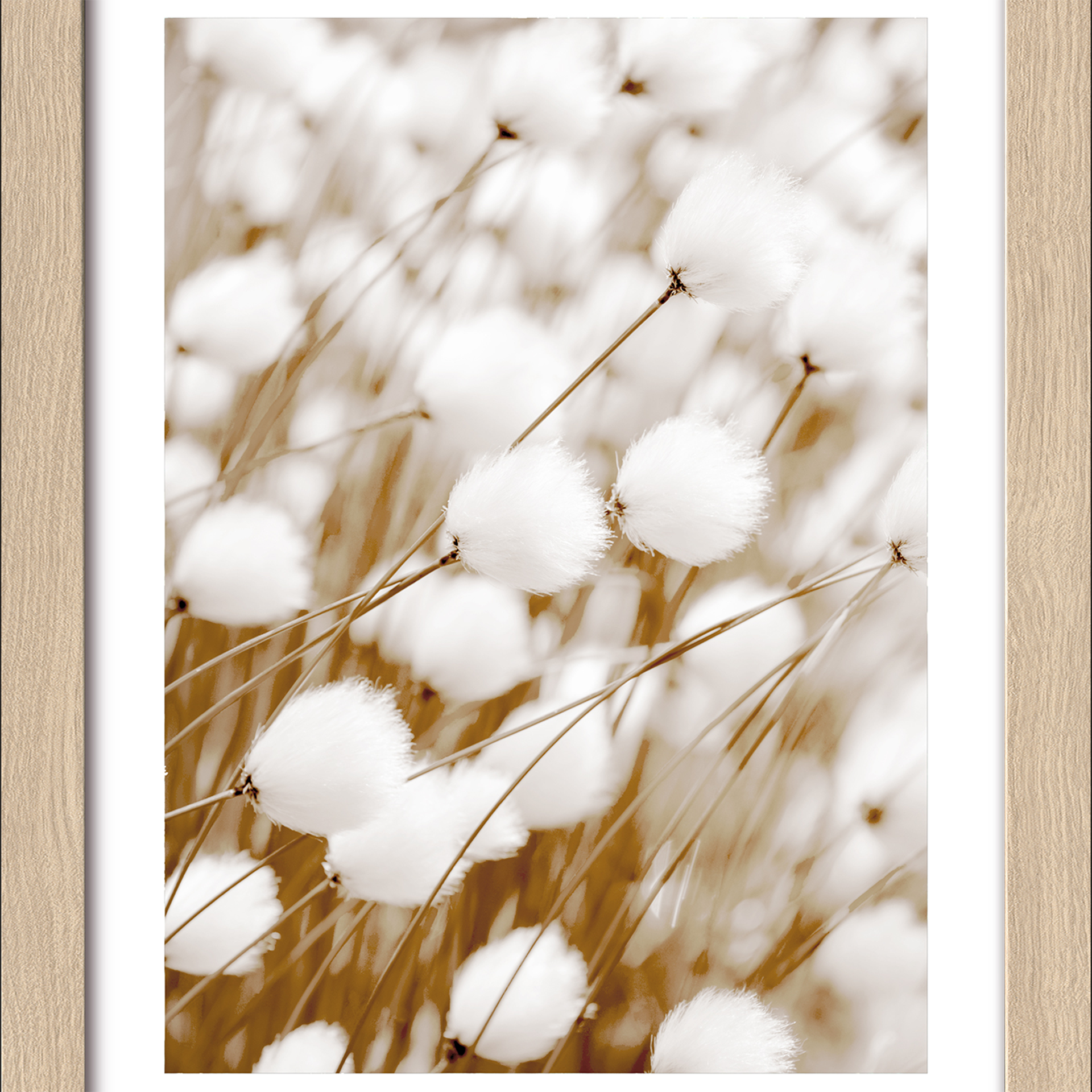 Bild Dried Fiber IV Mehrfarbig Bild Dried Fiber IV Mehrfarbig