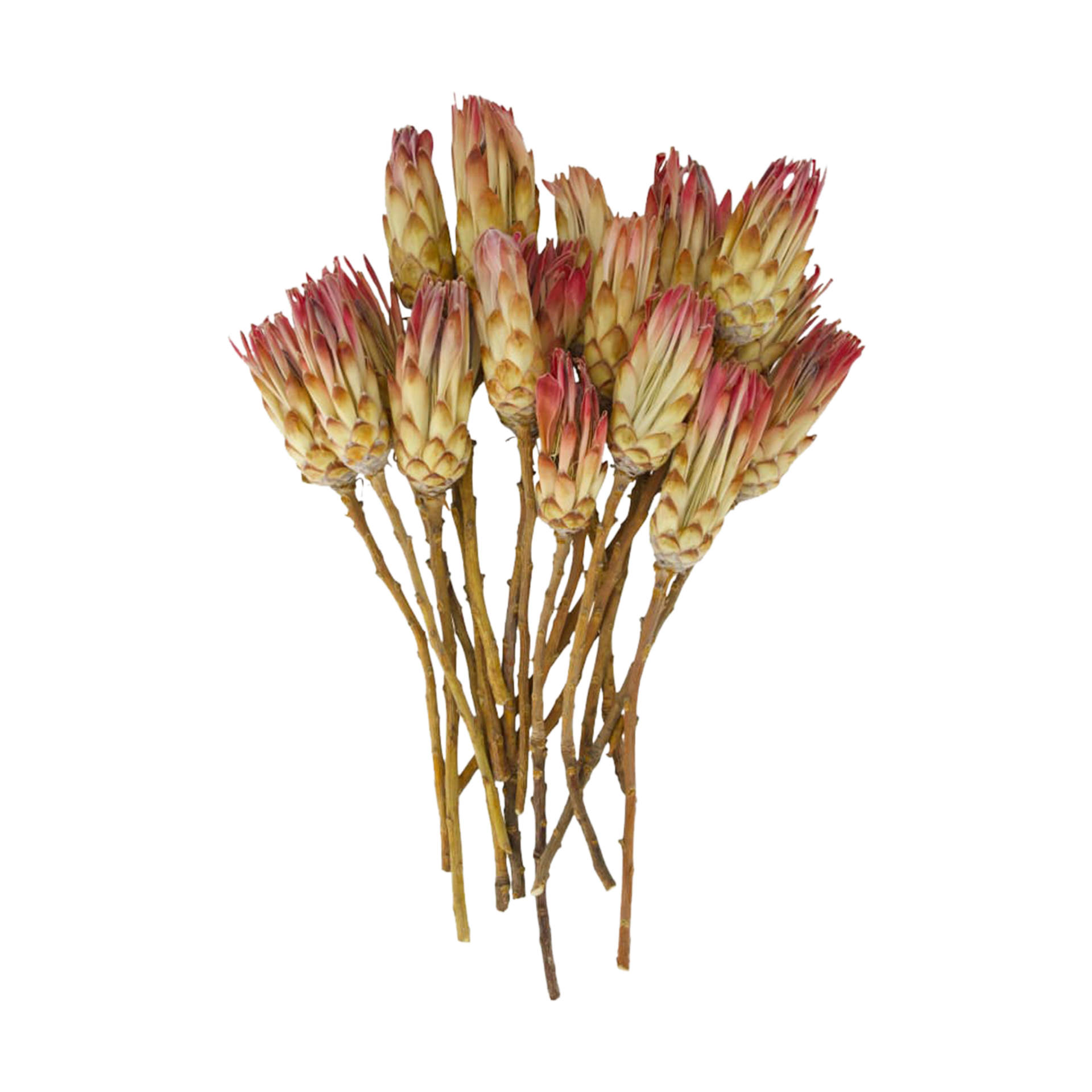 Trockenblume Protea Pink-Natur