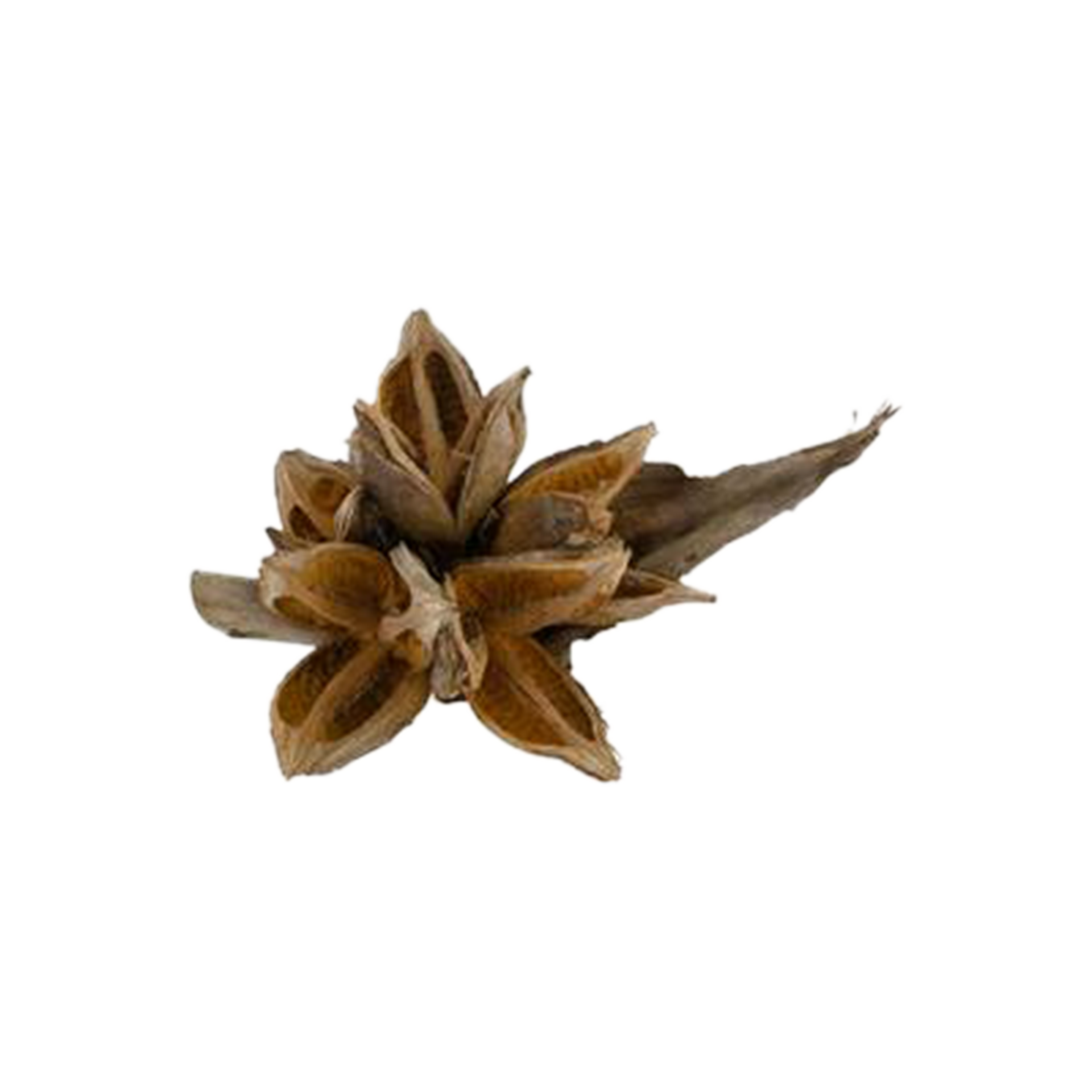 Deko Knospe Natur Deko Knospe Natur