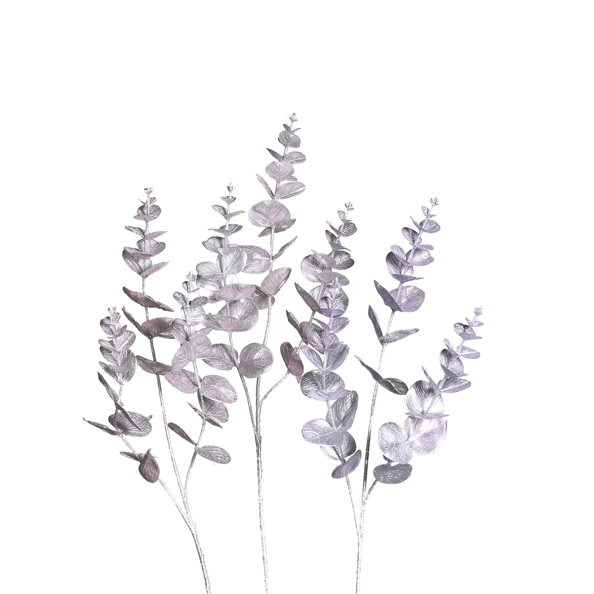Eukalyptus Silber Eukalyptus Silber