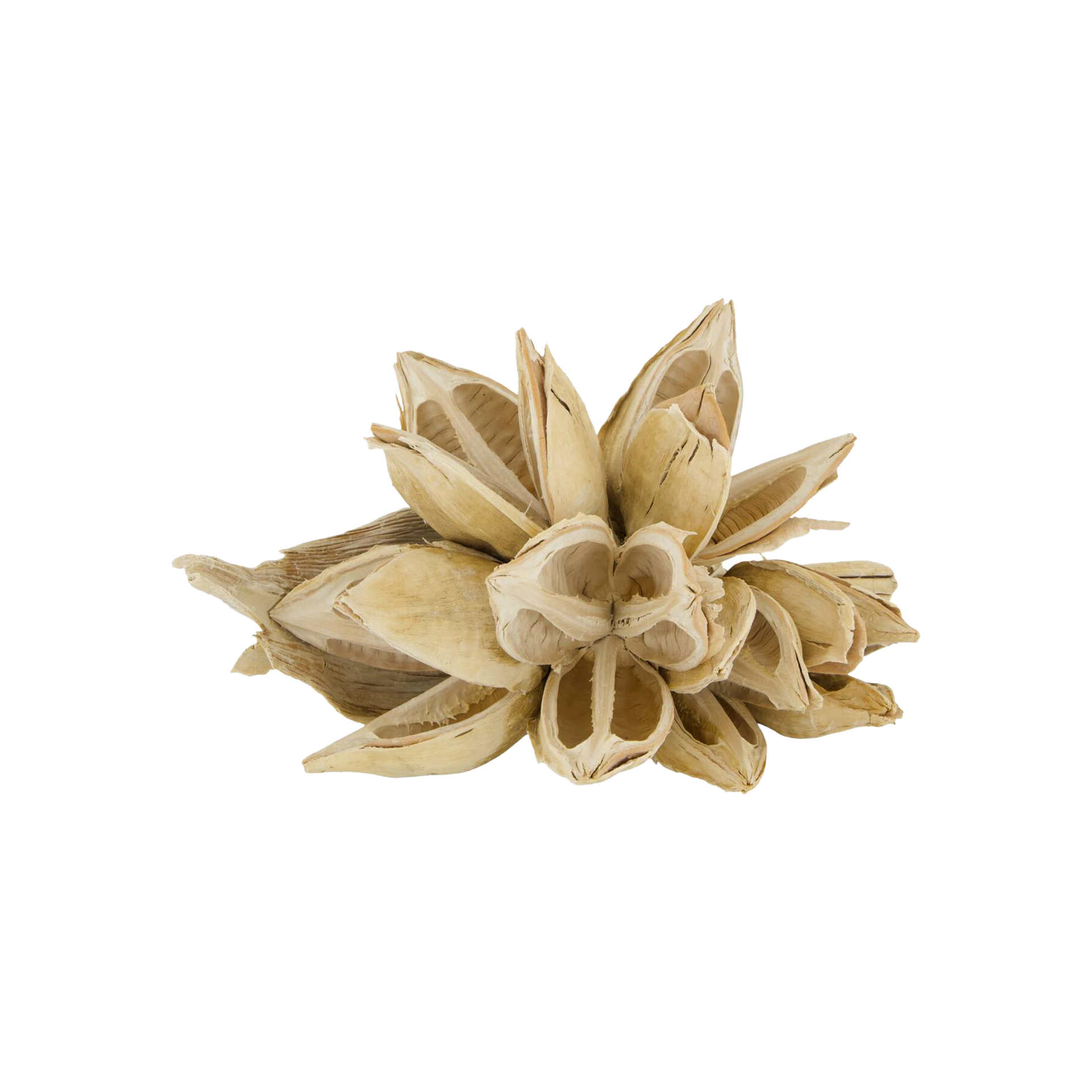 Deko Knospe Weiß Deko Knospe Weiß