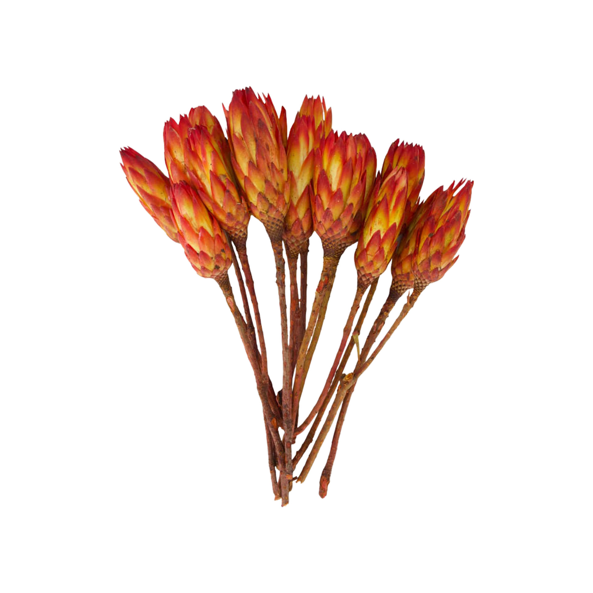 Trockenblume Protea Rot Trockenblume Protea Rot